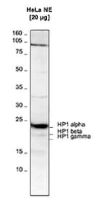 Western Blot: HP1 alpha Antibody [NBP3-18650]